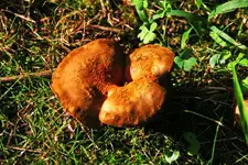 mushroom #2 700.webp