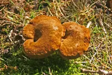 mushroom # 3   700.webp
