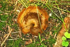 mushroom #4  700.webp