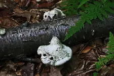 mushroom # 5.webp