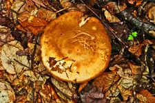mushroom # 7  700.webp