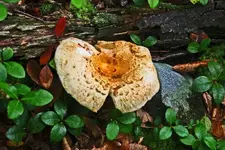 mushroom # 8  700.webp