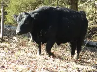 cows 026.webp