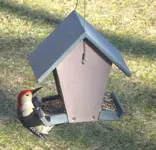 redbellied woodpecker.webp