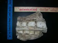 Fossil1.webp