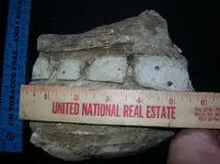 Fossil2.webp