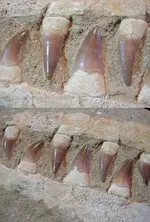 mosa_teeth.webp
