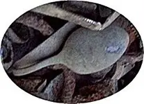 Spoon.webp