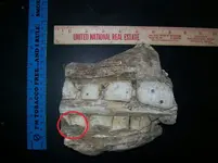 Fossil1.webp