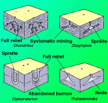 ichnofossilburrowsfeeding.gif ichnofossilburrowsfeeding.gif