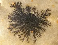 dendrite.webp
