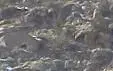 1202101243-1.webp