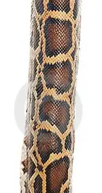Boa Snake Skin.webp