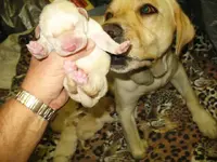 pups3.webp