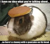 bunny.webp bunny.webp