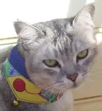 BP Cats 1 035.webp