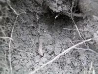 DEC 22ND 6 COPPER DAY 014.webp