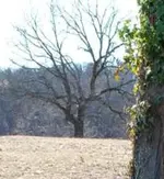4_tree.webp