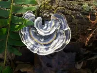 DEC 10TH HUNT BUTTONS 002.webp