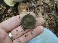 DEC 10TH HUNT BUTTONS 007.webp