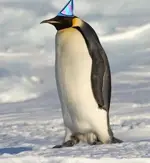 penguinpartyhat.webp penguinpartyhat.webp