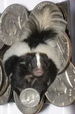 I Been Skunked.webp
