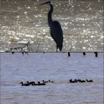 Birds.webp