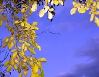 fall.webp