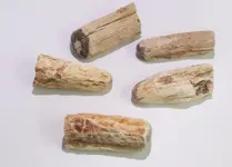 fossilized wood.webp