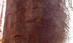 date tree.webp