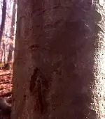 date_arrow_tree.webp