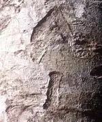 other_arrow_tree.webp