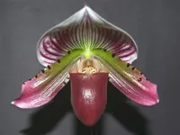 orchid black.webp