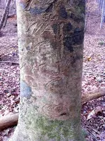 IMG_1733_66.webp