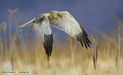 western_marsh_harrier_1.webp