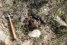 Bear Scat 111810 sm.webp