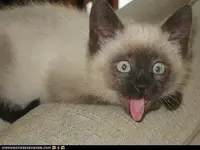 funny-pictures-cyoot-kitteh-of-teh-day-ai-atez-awl-ur-medisinz-lol.webp