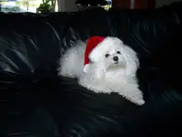 Christmas Thor.webp
