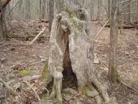 005.webp