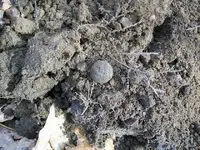 JAN 4TH FIRST HUNT OF 2012 CW ARTILLERY BUTTON 002.webp