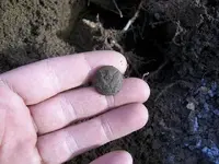 JAN 4TH FIRST HUNT OF 2012 CW ARTILLERY BUTTON 003.webp