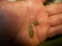 tiny in palm.webp