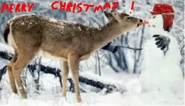 funny_christmas_picture_02.webp
