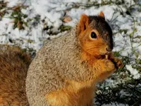 Tree Rat.webp