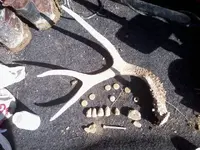 2-18-2012 cw finds 001.webp