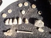 2-18-2012 cw finds 002.webp