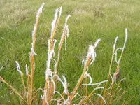 frosty morning 002.webp