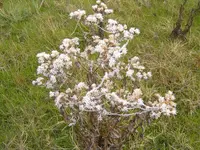 frosty morning 003.webp