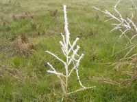 frosty morning 006.webp