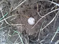 IMG042.webp